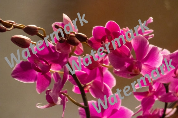 Floral Print #33
