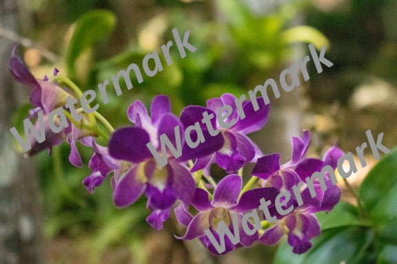 Floral Print #51